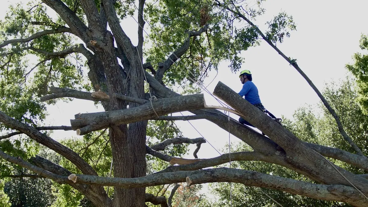 Professional Crown Thinning performed by certified arborists in Conesus