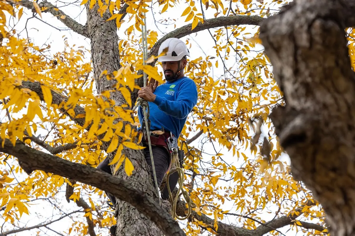 Skilled Tree Trimming crew working in Conesus