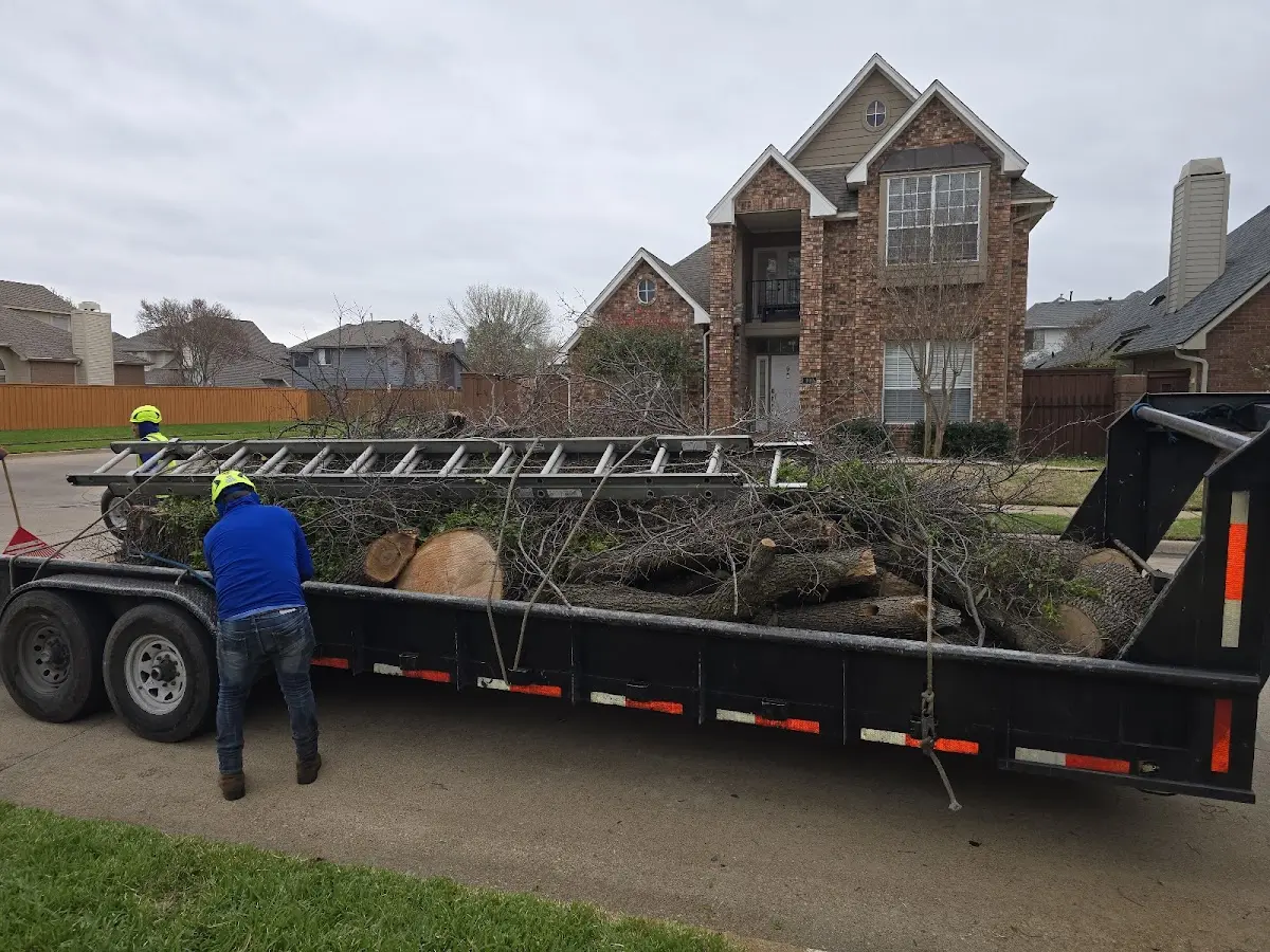 Expert Tree Pest Control with proper safety equipment in Conesus